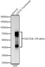 IL15RA Antibody in Western Blot (WB)