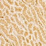 PKA beta Antibody in Immunohistochemistry (Paraffin) (IHC (P))