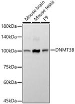 DNMT3B Antibody in Western Blot (WB)