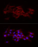 Beclin 1 Antibody in Immunocytochemistry (ICC/IF)