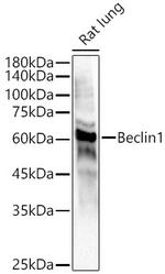 Beclin 1 Antibody in Western Blot (WB)