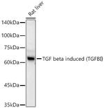 TGFBI Antibody in Western Blot (WB)