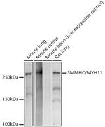 MYH11 Antibody in Western Blot (WB)