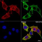 IL-18 Antibody in Immunocytochemistry (ICC/IF)