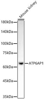 ATP6AP1 Antibody in Western Blot (WB)