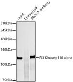 PIK3CA Antibody in Immunoprecipitation (IP)