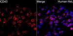 CD43 Antibody in Immunocytochemistry (ICC/IF)