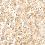 SOD1 Antibody in Immunohistochemistry (Paraffin) (IHC (P))