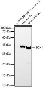 SOX1 Antibody in Western Blot (WB)