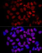 MCM2 Antibody in Immunocytochemistry (ICC/IF)