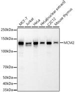 MCM2 Antibody in Western Blot (WB)