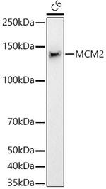 MCM2 Antibody in Western Blot (WB)
