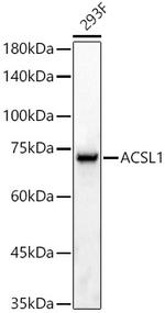 ACSL1 Antibody in Western Blot (WB)