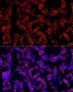 CD162 Antibody in Immunocytochemistry (ICC/IF)