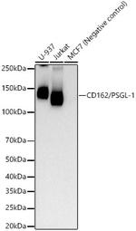 CD162 Antibody in Western Blot (WB)