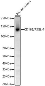 CD162 Antibody in Western Blot (WB)