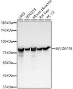 GRP78 Antibody in Western Blot (WB)