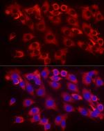 EEF1A1 Antibody in Immunocytochemistry (ICC/IF)