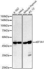 EEF1A1 Antibody in Western Blot (WB)