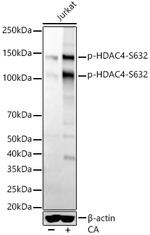 Phospho-HDAC4 (Ser632) Antibody in Western Blot (WB)