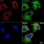 HK1 Antibody in Immunocytochemistry (ICC/IF)