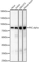 PKC alpha Antibody in Western Blot (WB)