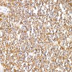 Ly-108 Antibody in Immunohistochemistry (Paraffin) (IHC (P))