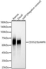 Ly-108 Antibody in Western Blot (WB)