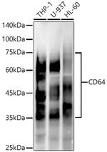 CD64 Antibody in Western Blot (WB)