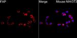 FAP Antibody in Immunocytochemistry (ICC/IF)