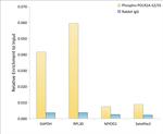 Phospho-RNA pol II CTD (Ser2, Ser5) Antibody in ChIP Assay (ChIP)