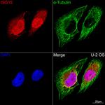 ISG15 Antibody in Immunocytochemistry (ICC/IF)