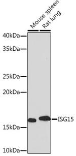 ISG15 Antibody in Western Blot (WB)