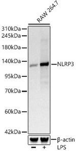 NLRP3 Antibody in Western Blot (WB)