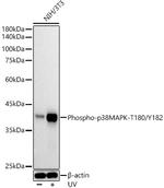 Phospho-p38 MAPK (Thr180, Tyr182) Antibody in Western Blot (WB)