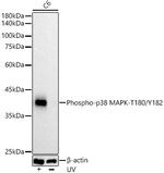 Phospho-p38 MAPK (Thr180, Tyr182) Antibody in Western Blot (WB)