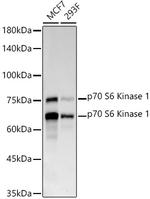 p70 S6 Kinase Antibody in Western Blot (WB)