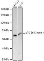 p70 S6 Kinase Antibody in Western Blot (WB)