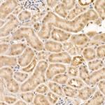 Phospho-HDAC4/HDAC5/HDAC9 (Ser246, Ser259, Ser220) Antibody in Immunohistochemistry (Paraffin) (IHC (P))