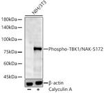 Phospho-TBK1 (Ser172) Antibody in Western Blot (WB)