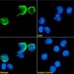 CD137 Chimeric Antibody in Immunocytochemistry (ICC/IF)