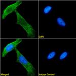 NG2 Chimeric Antibody in Immunocytochemistry (ICC/IF)