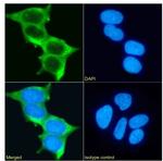 MUC1 Chimeric Antibody in Immunocytochemistry (ICC/IF)