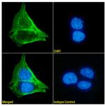 MUC1 Chimeric Antibody in Immunocytochemistry (ICC/IF)