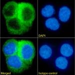 CRP Chimeric Antibody in Immunocytochemistry (ICC/IF)