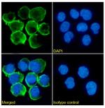 CD32 Chimeric Antibody in Immunocytochemistry (ICC/IF)