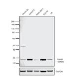 SIAH1 Antibody in Western Blot (WB)