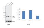 SIAH1 Antibody in Western Blot (WB)