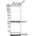 SIAH1 Antibody in Western Blot (WB)