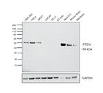 PTEN Antibody